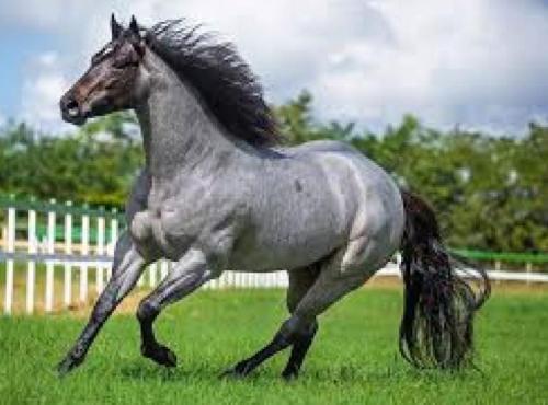 GRANITO APOLLO FLING (1 Cobertura)