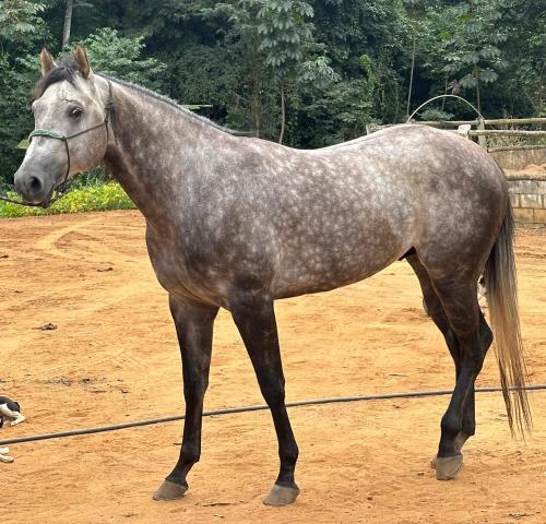 BLAKE DESIGNER 3DM (1 Cobertura)