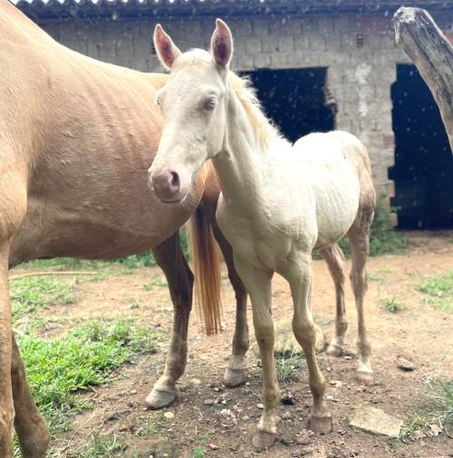 SIR LANCELOT REAL X ETERNALY COZUMEL HLS