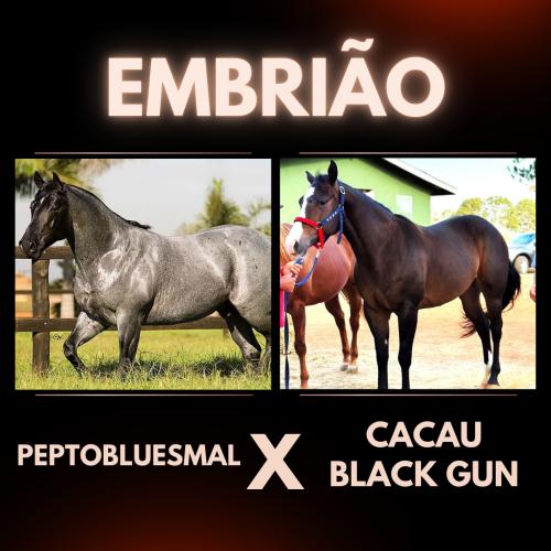 PEPTOBLUESMAL X CACAU BLACK GUN (Embrião a efetivar)