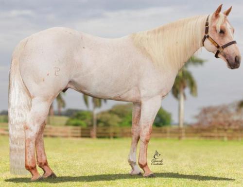 METALLIC CAT BRASIL (1 Cobertura)