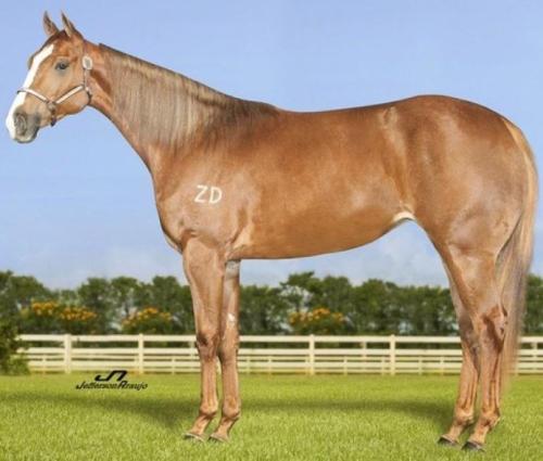 PAINA DASH ZD (Ventre)