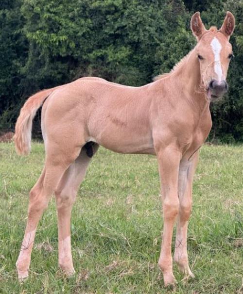 GHOST DEL CIELO X BALDY DUDA FLY