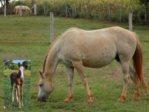 HMJ STARLADY BADGE (LOTE 2 EM 1)