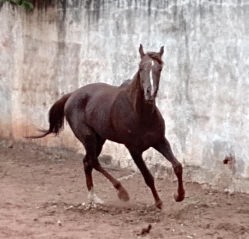 BOAZ SECRETERIAT BAR