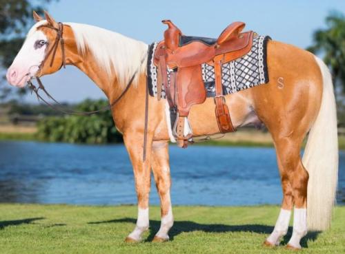 KING BLU SAPUCAIA (1 Cobertura)