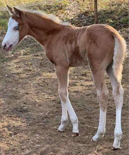 STYLISH N DUNIT x MESSY DUN IT