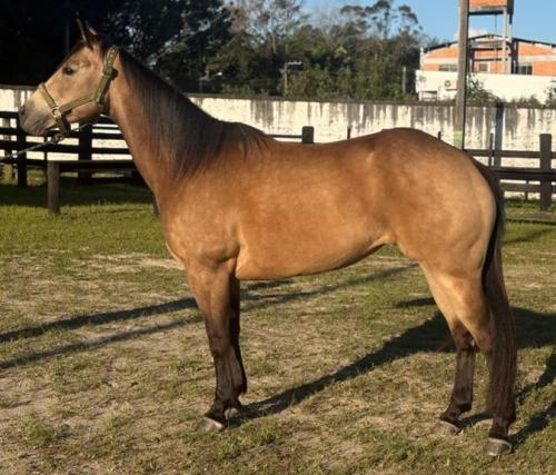 PEROLA STARLIGHT