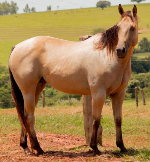 FANTINE CLASS JIBF (VENTRE)