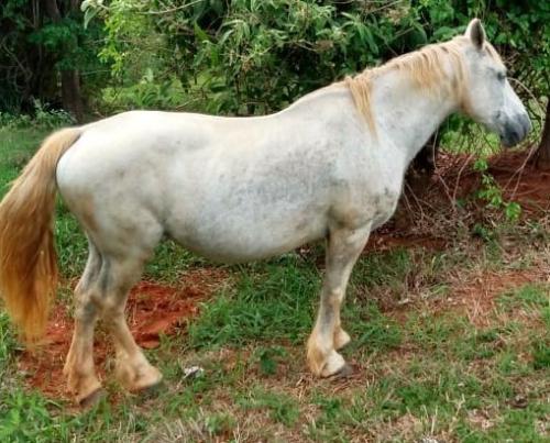 ÉGUA PERCHERON