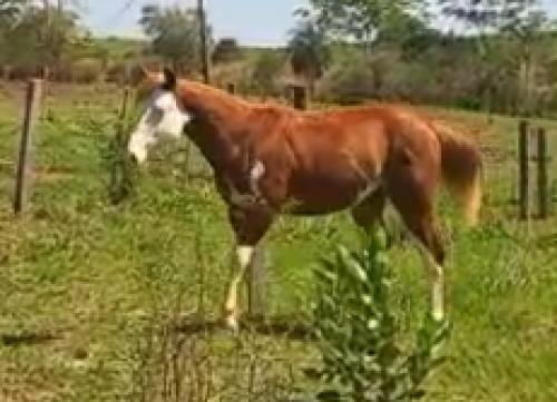 SUGAR CHICS GUNNIT X SPRING BREAK MADERA