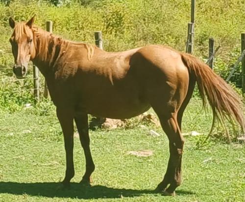 MISS HOLLAND PEPWARS