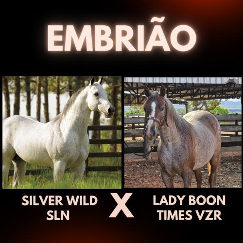 SILVER WILD SLN X LADY BOON TIMES VZR (Embrião a efetivar)