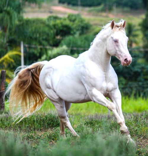 JACKIE WOOD SPARKS (1 Cobertura)