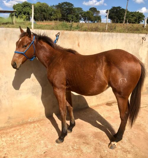 FLASH BACK NOW QR X PANDORA DUDE