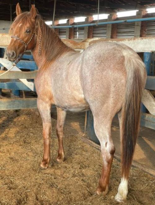 NIKI SIXX X HOLLY GOTTAPLAY ESMN