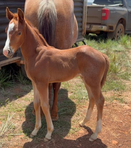 BILLION DOLLAR CHEX X CAROL PINE GUN RVB