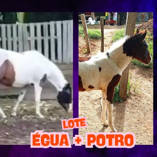 LOTE DE ÉGUA E POTRO PAINT
