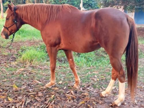 ESTEFANY WARS R2R (P+)