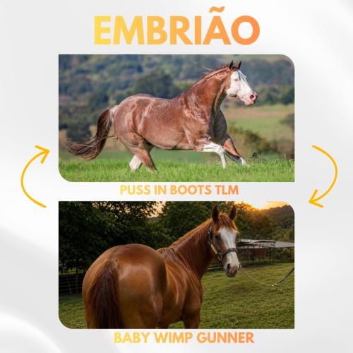 PUSS IN BOOTS TLM X BABY WIMP GUNNER (Embrião a efetivar)