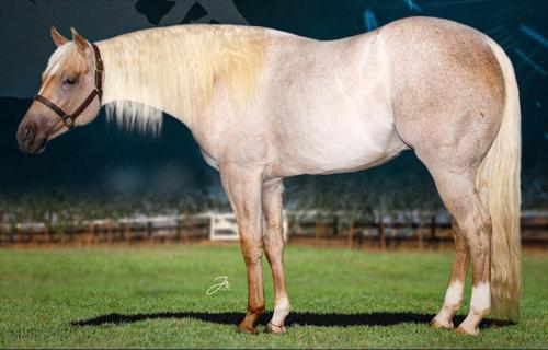 BLUE PEPTO CAT (1 Cobertura)