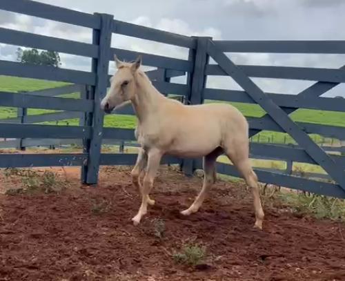 SHINING ZANS PARR X SECOND HESA GOTTAGUN