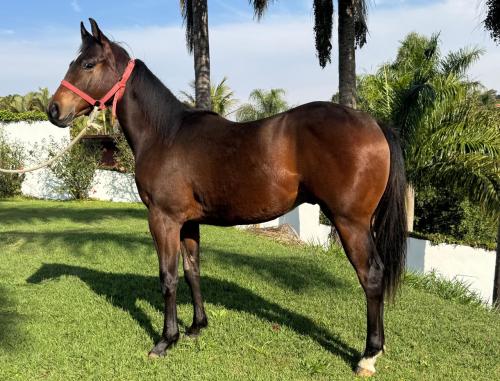 SLICK BY DESIGN X ST LENITA STAR