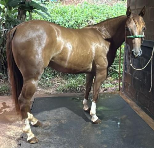 TALLIN CINDY WHIZ x LIL FOR REY