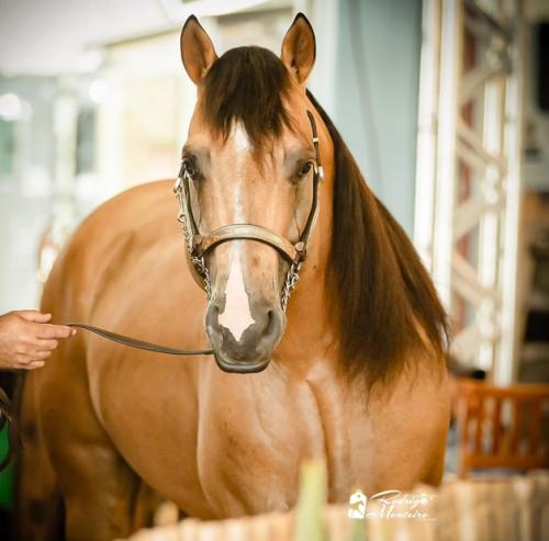 ST DASHIN LEO (1 Cobertura)