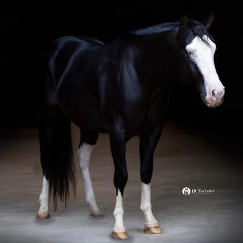 APOLO BLUE BLACK (1 Cobertura)