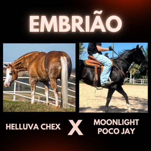 HELLUVA CHEX X MOONLIGHT POCO JAY (Embrião a efetivar)