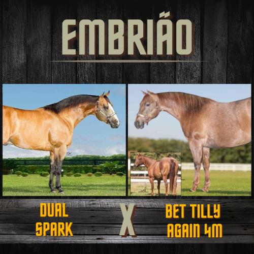 DUAL SPARK X BET TILLY AGAIN 4M (Embrião efetivado)