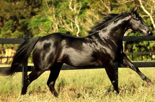 DASH TOL FAME (1 Cobertura)