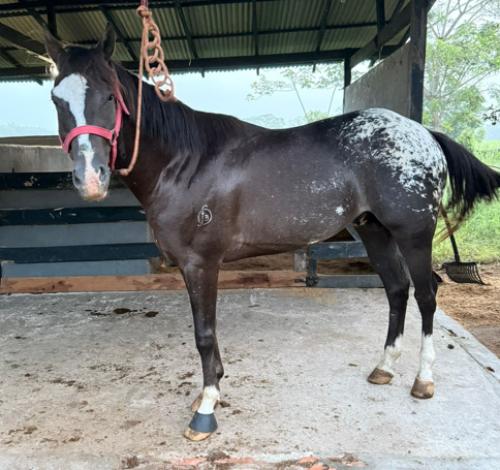 EMBAIXADOR DON BISMARCK