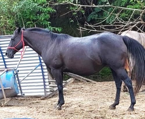 GIORGIA KEN MASTER (P+)