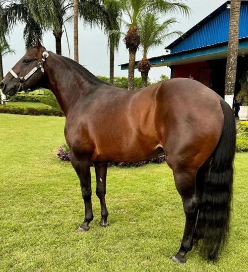 TILLY PLAYBOY (1 Cobertura)