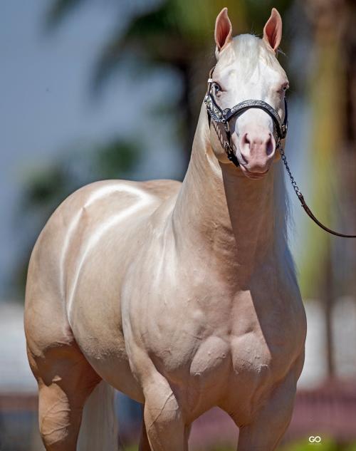 BIG CHEX (1 Cobertura)