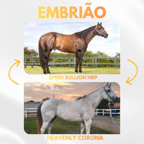 SPEED BULLION HRP X HEAVENLY CORONA (Embrião a efetivar)