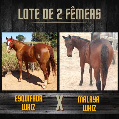 LOTE DE 2 FÊMEAS