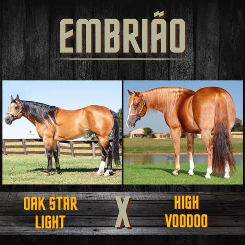 OAK STAR LIGHT X HIGH VOODOO (Embrião a efetivar)