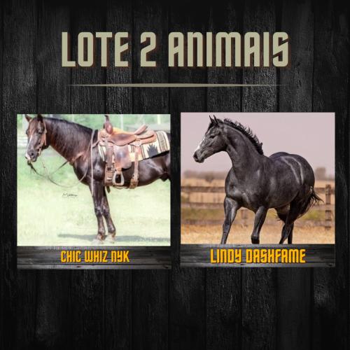 LINDY DASHFAME + CHIC WHIZ NYK (Lote de 2 animais)