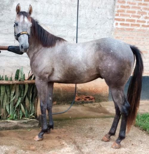 DUNAMIS DASH X EF PAQUERA BROWN