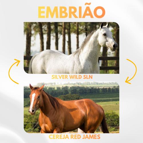 SILVER WILD SLN X CEREJA RED JAMES (Embrião a efetivar)