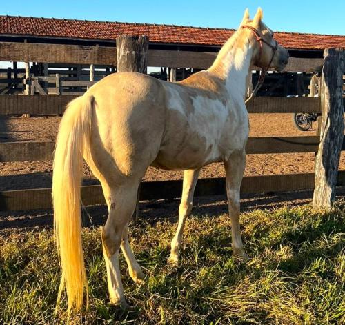 WHITE HORSE DOC X BELLA CODY