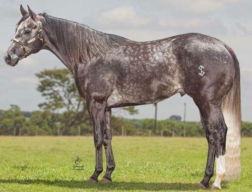 MISTY ZORRERO HFSJ (1 Cobertura)