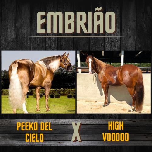 PEEKO DEL CIELO X HIGH VOODOO (Embrião a efetivar)