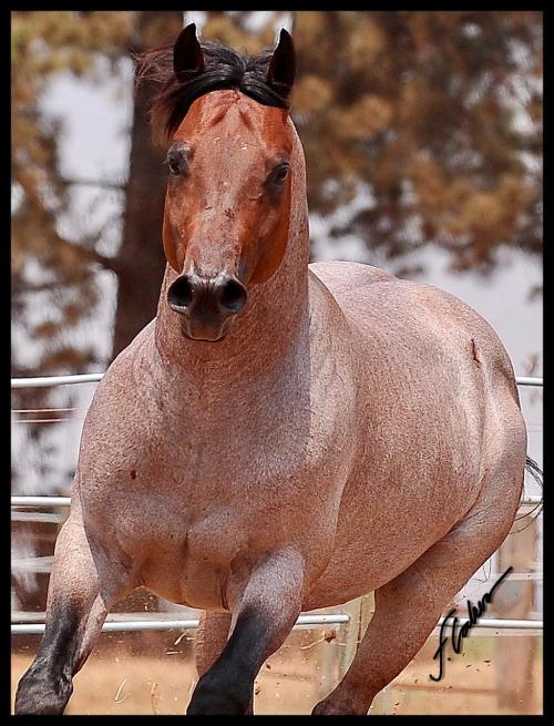 BLUISH RIVER (1 Cobertura)