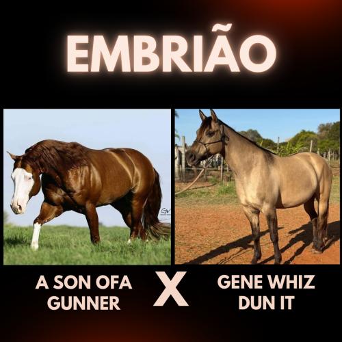 A SON OFA GUNNER X GENE WHIZ DUN IT (Embrião efetivado)