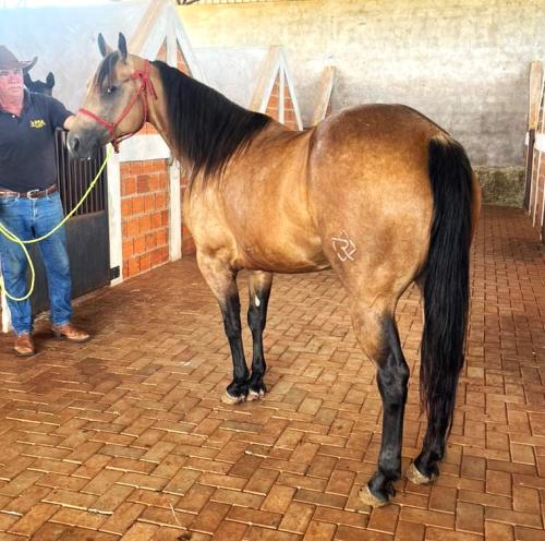 DUAL BLOND GIRL (P+)