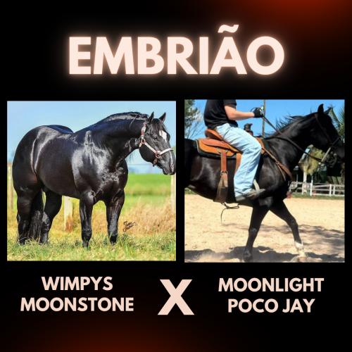 WIMPYS MOONSTONE X MOONLIGHT POCO JAY (Embrião a efetivar)